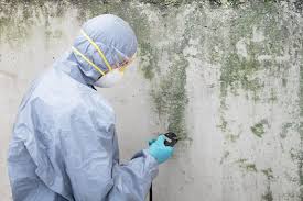 Trusted Ben Avon, PA Mold Removal Experts